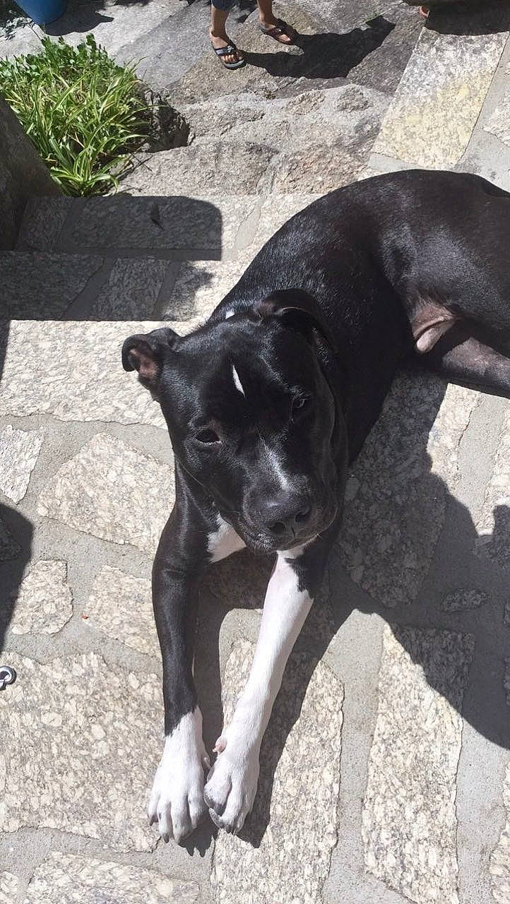 Lenny participe au concours pour gagner de l'argent avec cette photo : borador, carnivore, collar, companion_dog, dog, dog_breed, dog_collar, fawn, fur, guard_dog, paw, plant, road_surface, snout, sporting_group, street_dog, tail, terrestrial_animal, whiskers, working_animal