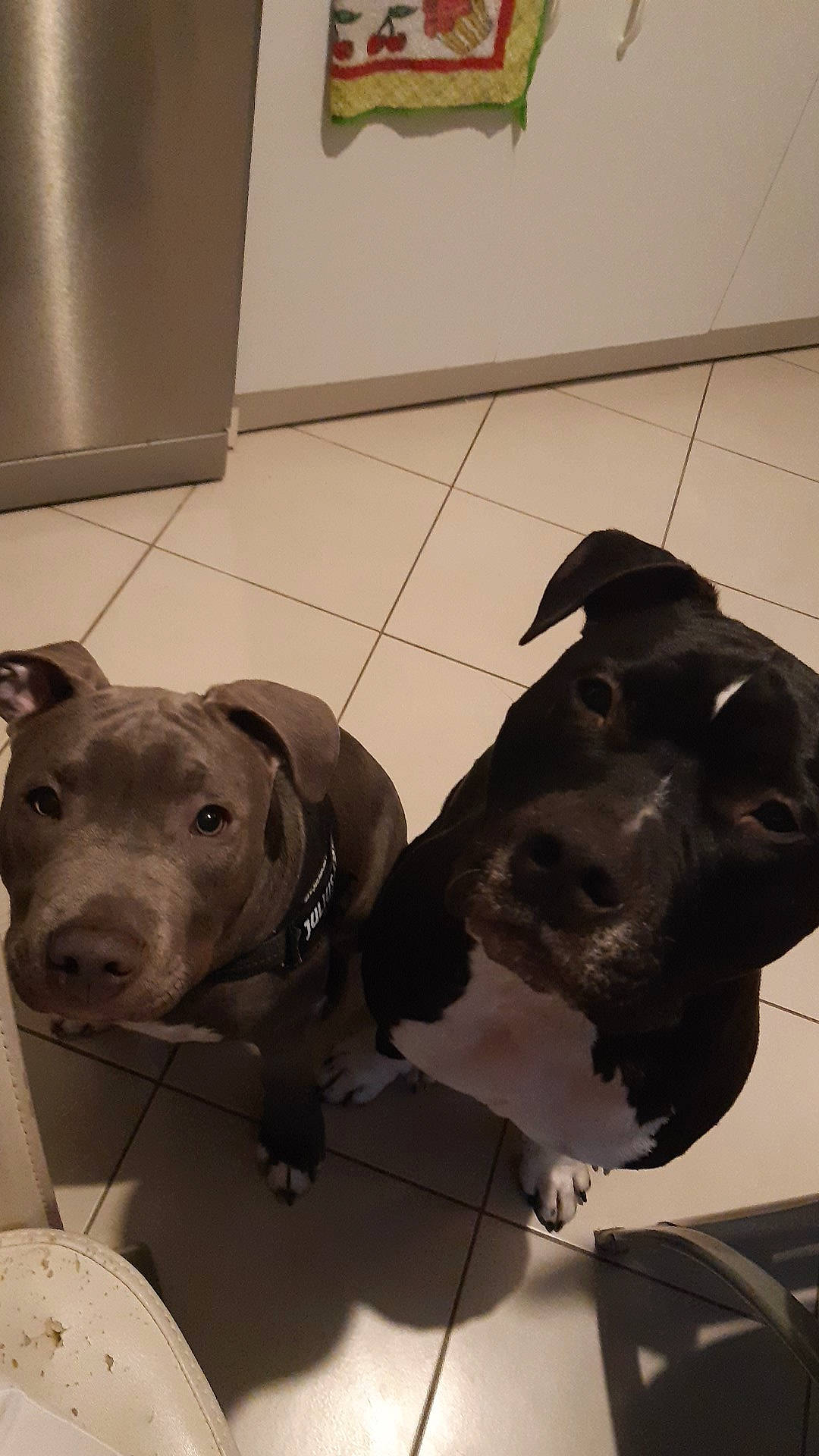 Rio a rejoint le concours — aidez-le/la à gagner de superbes lots ! canidae, carnivore, collar, companion_dog, dog, dog_breed, dog_collar, dog_supply, fawn, flooring, fur, guard_dog, leash, metal, personal_protective_equipment, pet_supply, snout, sporting_group, whiskers, working_animal