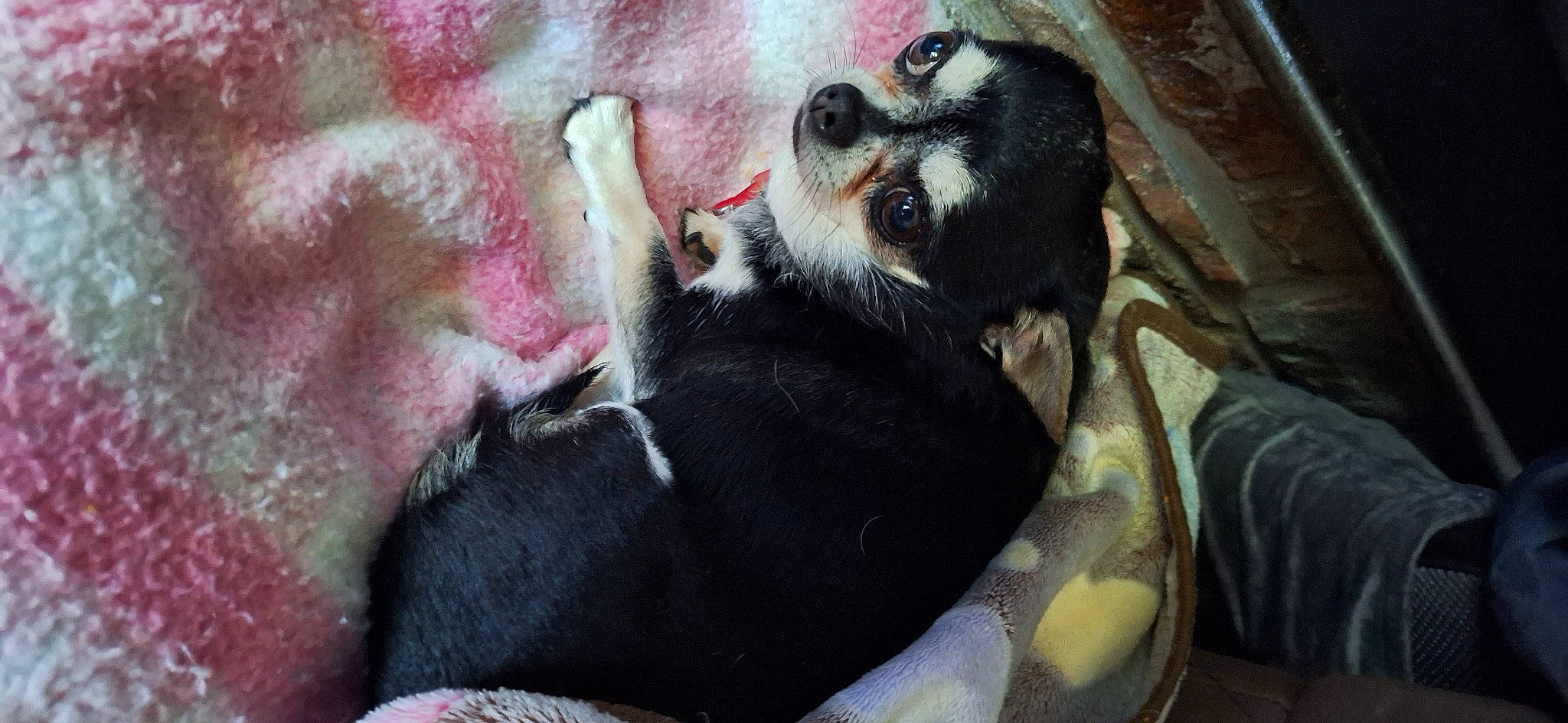 Gecko a rejoint le concours — aidez-le/la à gagner de superbes lots ! canidae, carnivore, comfort, companion_dog, dog, dog_bed, dog_breed, dog_supply, fawn, fur, guard_dog, paw, snout, sporting_group, tail, terrestrial_animal, toy_dog, whiskers, working_animal, yawn