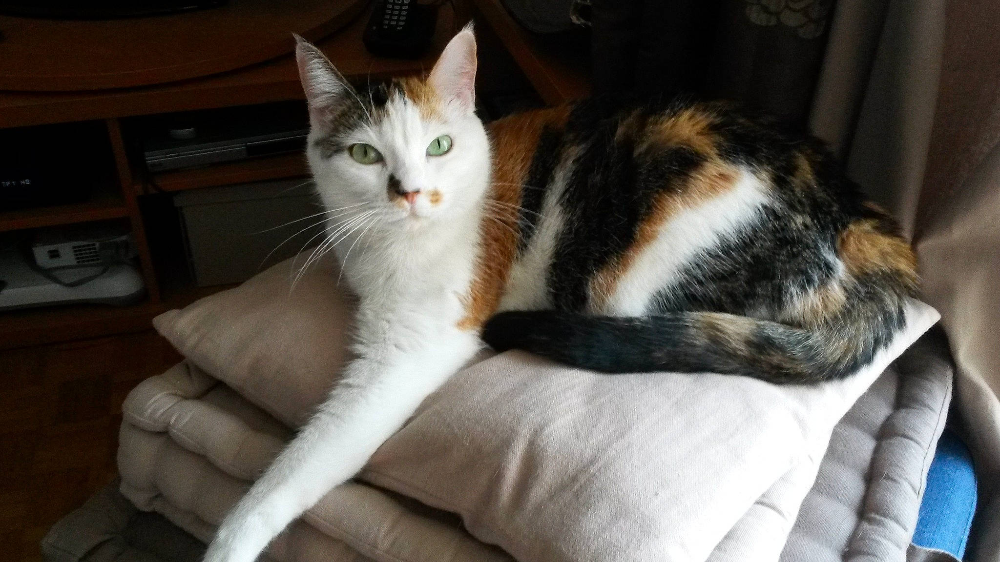 Ganja a rejoint le concours — aidez-le/la à gagner de superbes lots ! carnivore, cat, claw, comfort, domestic_short_haired_cat, fawn, felidae, finger, foot, fur, gesture, hand, human_leg, nail, paw, sitting, small_to_medium_sized_cats, snout, tail, whiskers