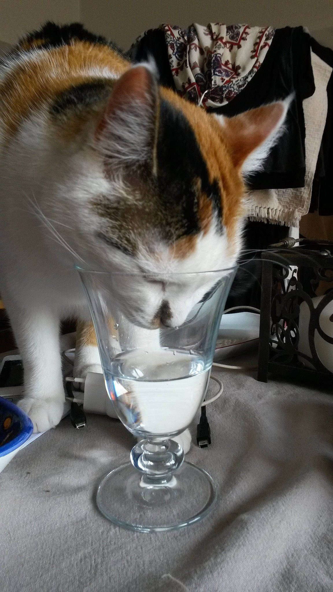 Ganja a rejoint le concours — aidez-le/la à gagner de superbes lots ! art, barware, cat, dishware, domestic_short_haired_cat, drinkware, felidae, fur, glass, ingredient, paw, plate, serveware, small_to_medium_sized_cats, stemware, table, tableware, tail, water, whiskers