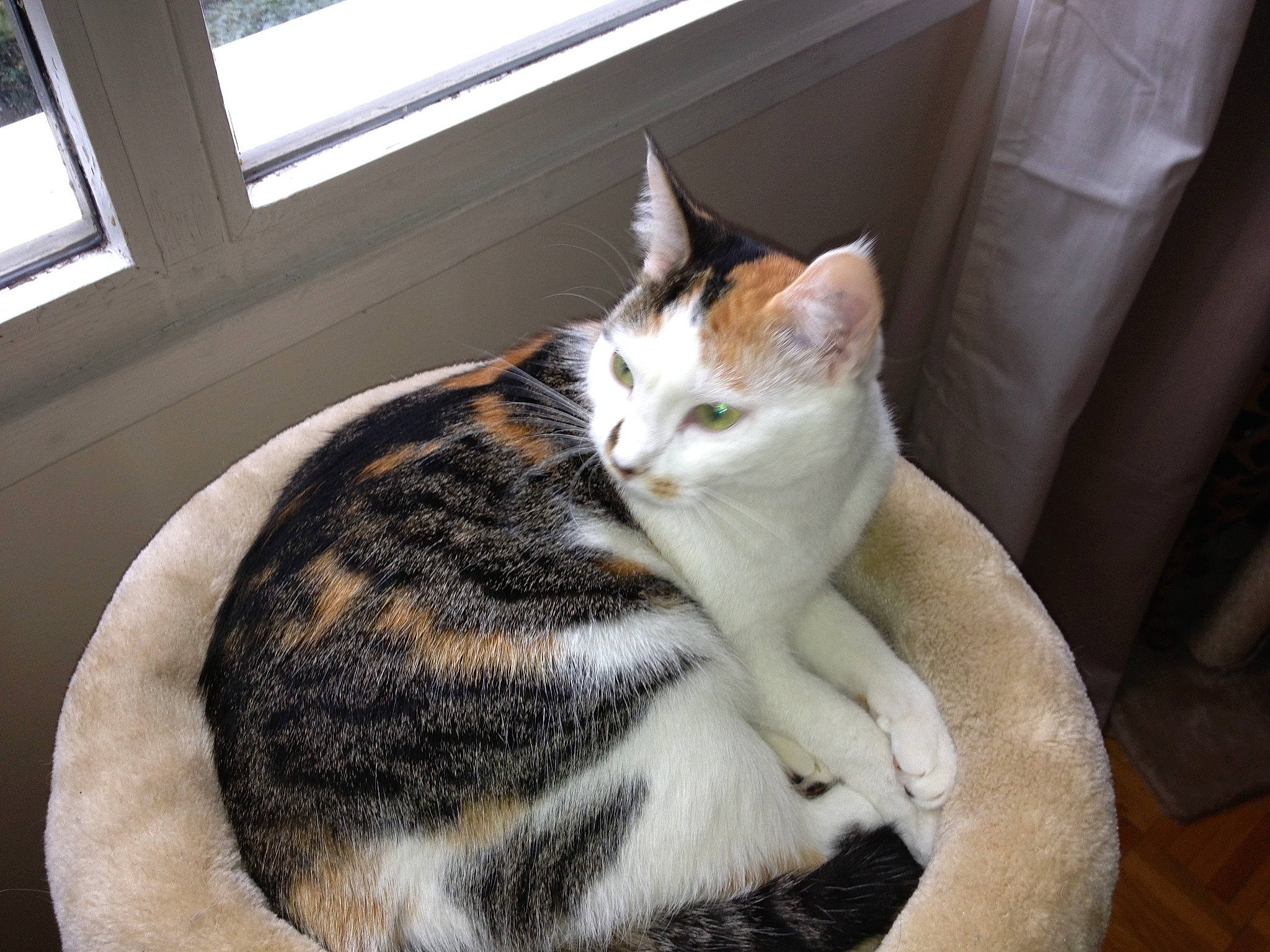 Ganja participe au concours pour gagner de l'argent avec cette photo : carnivore, cat, cat_supply, comfort, couch, domestic_short_haired_cat, felidae, flooring, fur, hardwood, linens, paw, sitting, small_to_medium_sized_cats, snout, tail, whiskers, window, wood