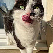 Ostine a rejoint le concours — aidez-le/la à gagner de superbes lots ! cat, black_and_white, close_up, portrait, green_eyes, licking, tongue, whiskers, ears, nose, fur, pet, animal, standing, indoor, sunlight, window, stairs, dramatic_lighting, funny_expression