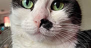 Ostine participe au concours pour gagner de l'argent avec cette photo : cat, close_up, black_and_white, green_eyes, whiskers, pink_nose, feline, pet, animal, portrait, face, fur, ears, nose, eyes, indoor, headshot, long_whiskers, alert, cute