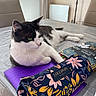 black_and_white, cat, chairs, cosmetics_bag, dining_table, door, ears, feline, floral_pouch, fur, green_eyes, home, indoor, lying_down, notebook, pet, purple_notebook, relaxed, tablecloth, whiskers