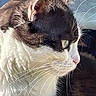 cat, black_and_white, close_up, portrait, feline, whiskers, fur, long_hair, green_eye, pink_nose, profile, side_view, animal, pet, tuxedo_cat, sunlight, outdoor, soft_background, detailed, calm