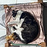 black_and_white, cat, cozy, curled_up, fur, hammock, indoor, pet, photography, pink_towel, plush_toy, relaxed, resting, shadows, sleeping, sunbeam, sunlight, teddy_bear, tile_floor, wooden_chair