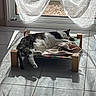 cat, black_and_white_cat, sleeping, relaxed, sunlight, indoors, window, curtains, lace_curtains, tile_floor, pet_bed, cot, blanket, cushion, wooden_frame, shadows, home, nap, lounging, photography