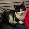 animal, black_and_white, blanket, cat, close_up, couch, ears, feline, floral_pattern, green_eyes, indoors, pet, pillow, pink_blanket, portrait, resting, serious_expression, sitting, tuxedo_cat, whiskers