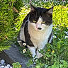 animal, black_and_white_cat, cat, daisies, ears, feline, flowers, fur, garden, gravel, greenery, looking_at_camera, nature, outdoor, pet, plants, portrait, sitting, slate, whiskers