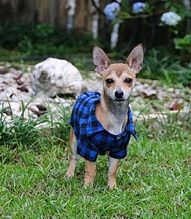 Beau Elliot is registered to the contest to win money with this photo: canidae, carnivore, carolina_dog, companion_dog, corgi_chihuahua, dog, dog_breed, dog_clothes, fawn, feist, mammal, miniature_pinscher, plant, rare_breed_dog, rat_terrier, vertebrate