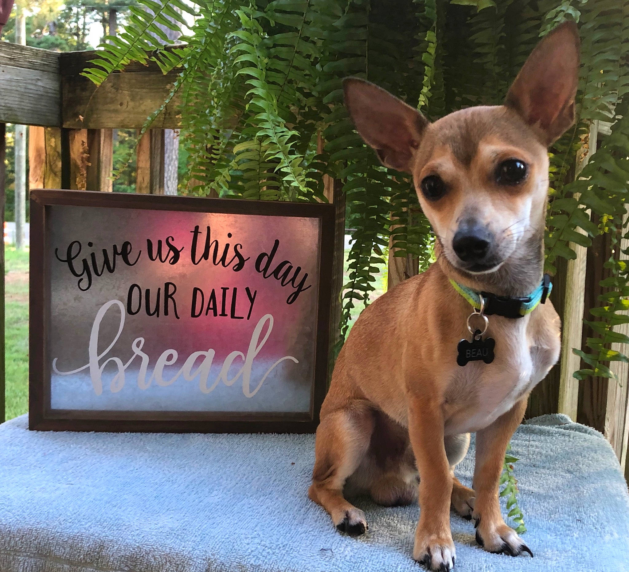Beau Elliot joined the competition — help win amazing prizes! ancient_dog_breeds, canidae, carnivore, chihuahua, companion_dog, dog, dog_breed, dog_collar, fawn, feist, mammal, photo_caption, plant, rat_terrier, snout, toy_dog, vertebrate