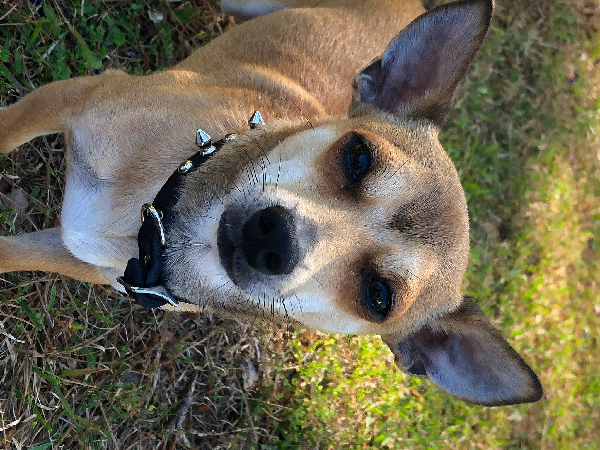 Beau Elliot is registered to the contest to win money with this photo: canidae, carnivore, carolina_dog, dog, dog_breed, fawn, feist, grass, mammal, nose, snout, vertebrate