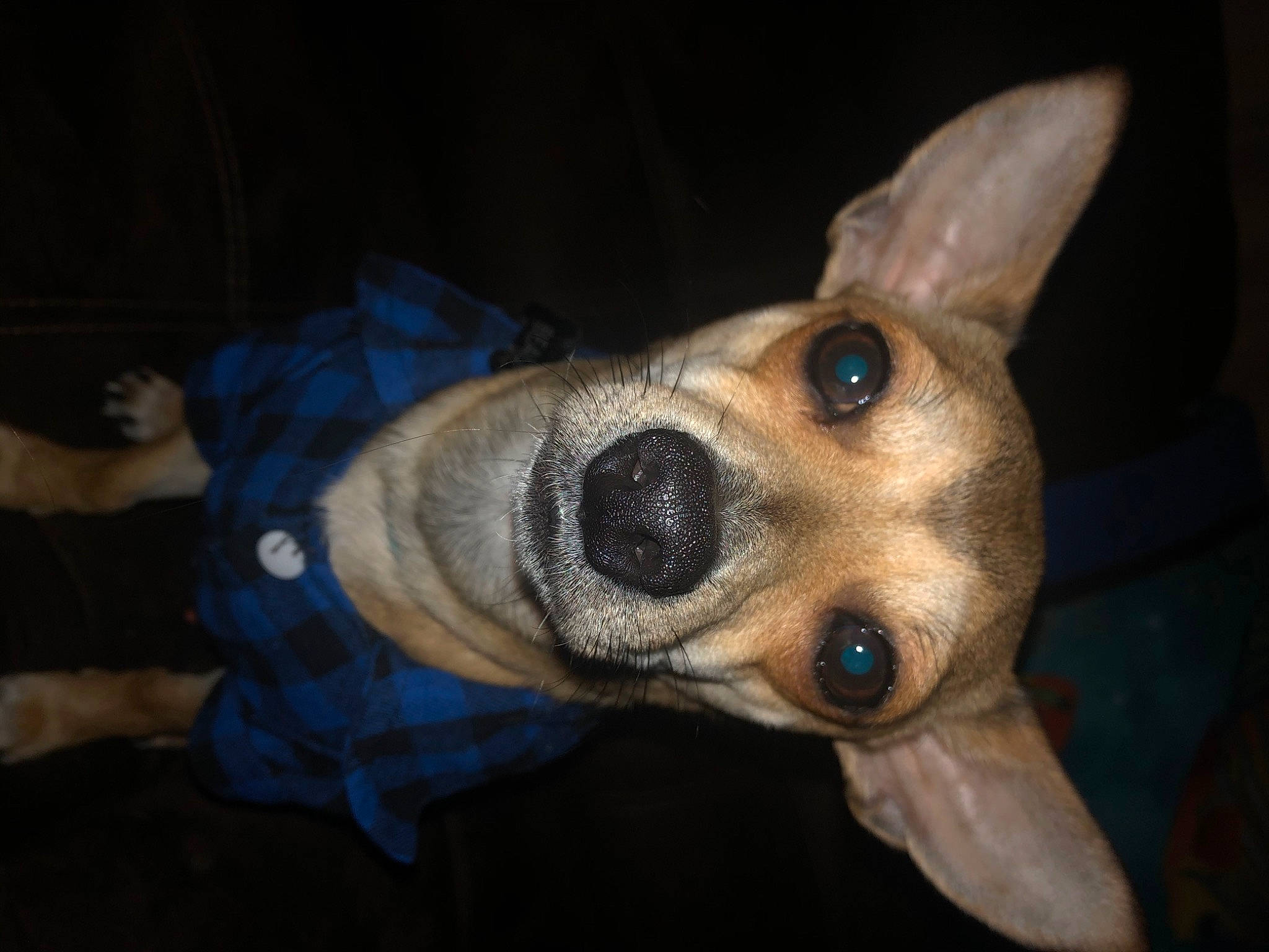 Beau Elliot is registered to the contest to win money with this photo: american_hairless_terrier, aspin, canidae, carnivore, companion_dog, corgi_chihuahua, dog, dog_breed, fawn, feist, lurcher, mammal, miniature_fox_terrier, rat_terrier, snout, teddy_roosevelt_terrier, tenterfield_terrier, toy_fox_terrier, vertebrate, whippet