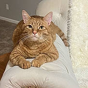 Smoki joined the competition — help win amazing prizes! cat, ginger_cat, tabby, pet, animal, feline, indoor, fur, whiskers, ears, paws, resting, couch, upholstery, tufted, closeup, portrait, cute, curious, domestic