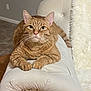 cat, ginger_cat, tabby, pet, animal, feline, indoor, fur, whiskers, ears, paws, resting, couch, upholstery, tufted, closeup, portrait, cute, curious, domestic