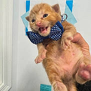 Monkey D Luffy is registered to the contest to win money with this photo: adorable, animal, blue, bow_tie, cat, claws, close_up, cute, domestic_cat, feline, fur, hand, indoor, kitten, meowing, orange_cat, pet, playful, whiskers, young