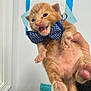 adorable, animal, blue, bow_tie, cat, claws, close_up, cute, domestic_cat, feline, fur, hand, indoor, kitten, meowing, orange_cat, pet, playful, whiskers, young
