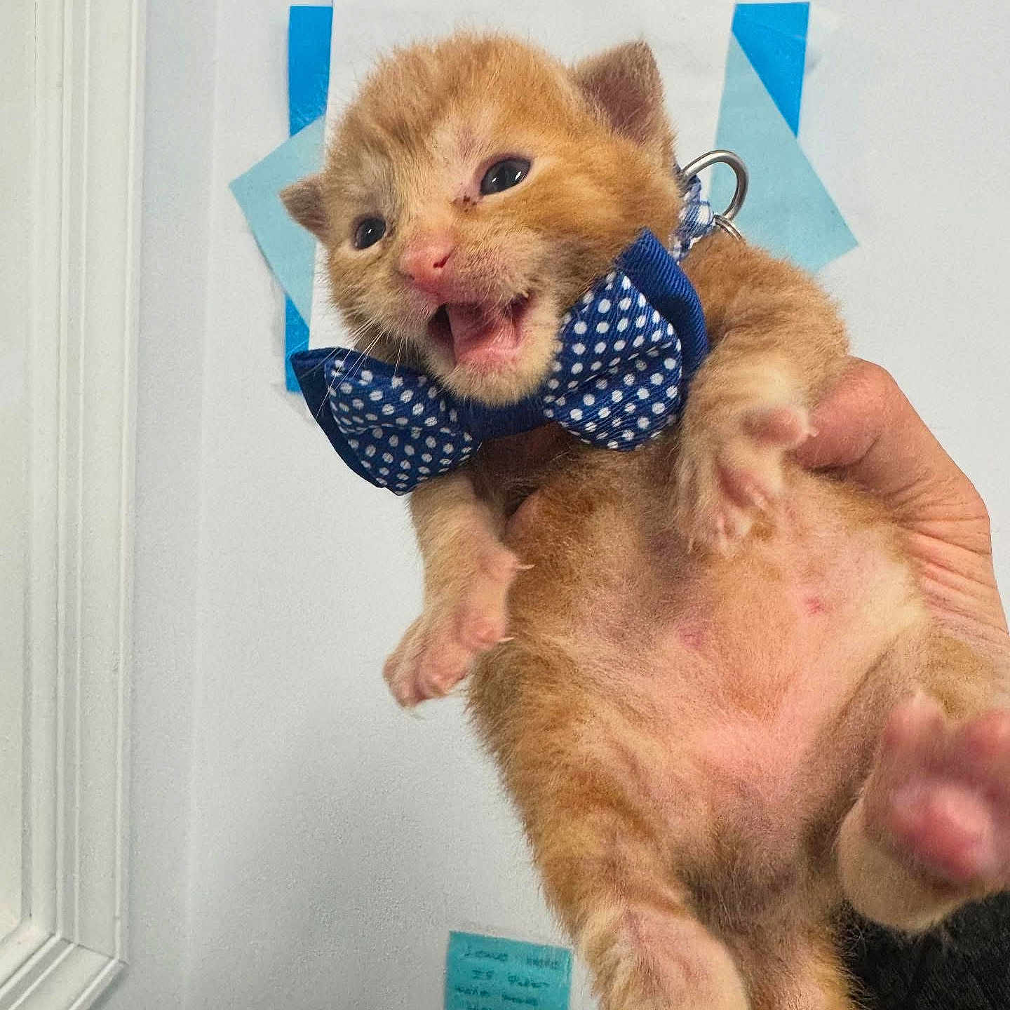 Monkey D Luffy is registered to the contest to win money with this photo: adorable, animal, blue, bow_tie, cat, claws, close_up, cute, domestic_cat, feline, fur, hand, indoor, kitten, meowing, orange_cat, pet, playful, whiskers, young