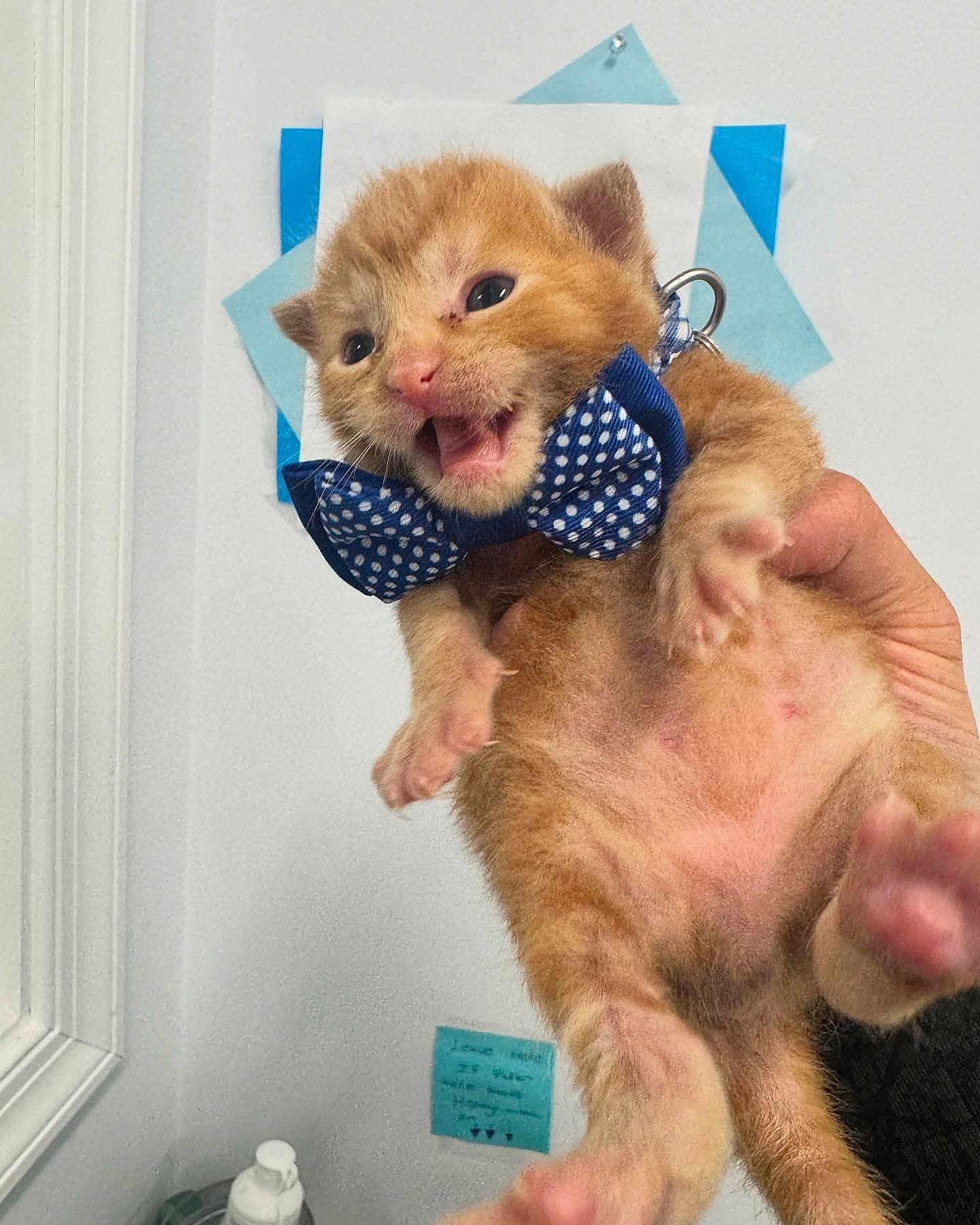 Monkey D Luffy is registered to the contest to win money with this photo: adorable, animal, blue, bow_tie, cat, claws, close_up, cute, domestic_cat, feline, fur, hand, indoor, kitten, meowing, orange_cat, pet, playful, whiskers, young
