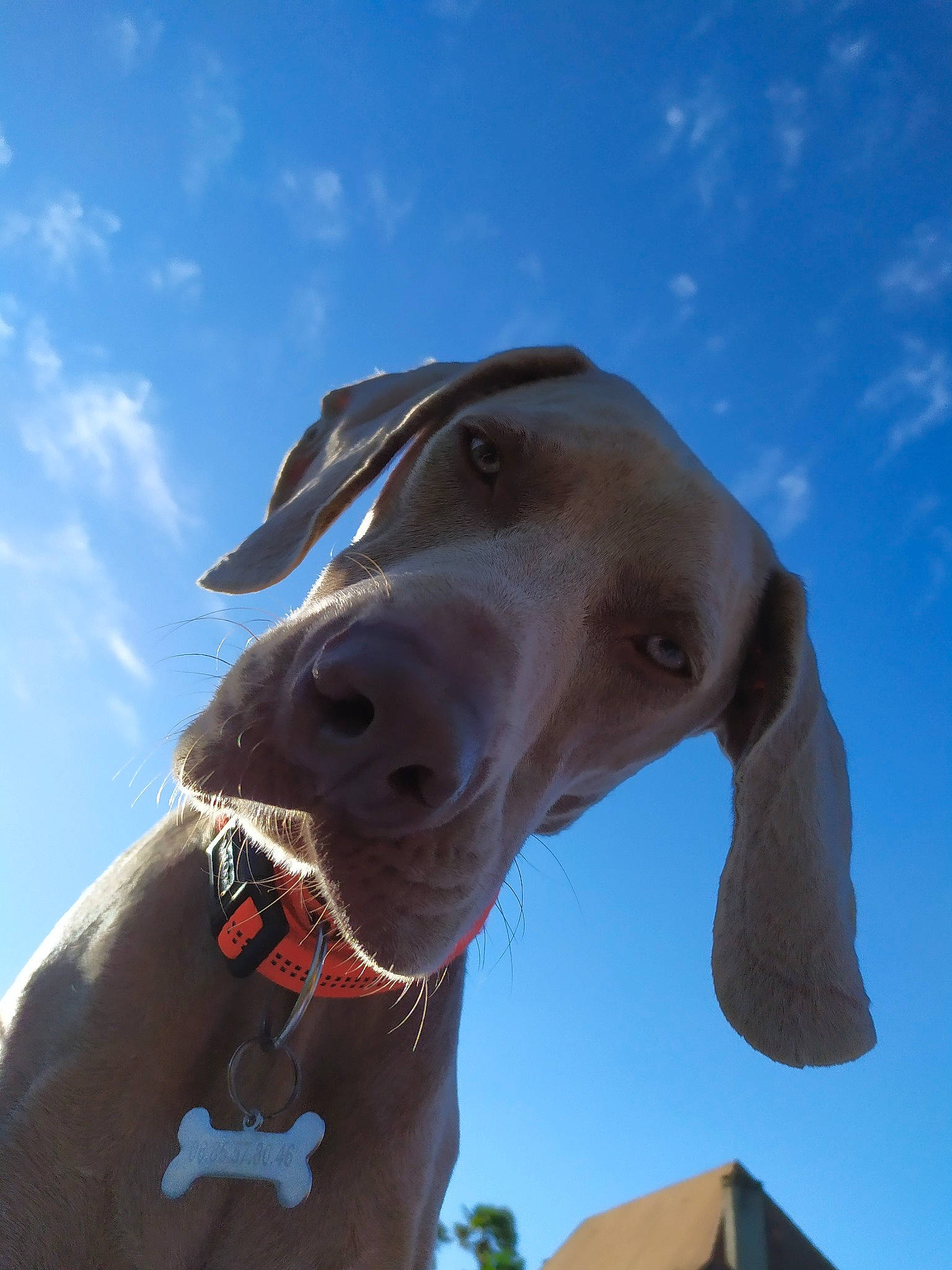Nox participe au concours pour gagner de l'argent avec cette photo : canidae, carnivore, dog, dog_breed, ear, fawn, german_shorthaired_pointer, liver, mammal, nose, pointer, pointing_breed, sky, snout, sporting_group, vertebrate, vizsla, weimaraner, whiskers