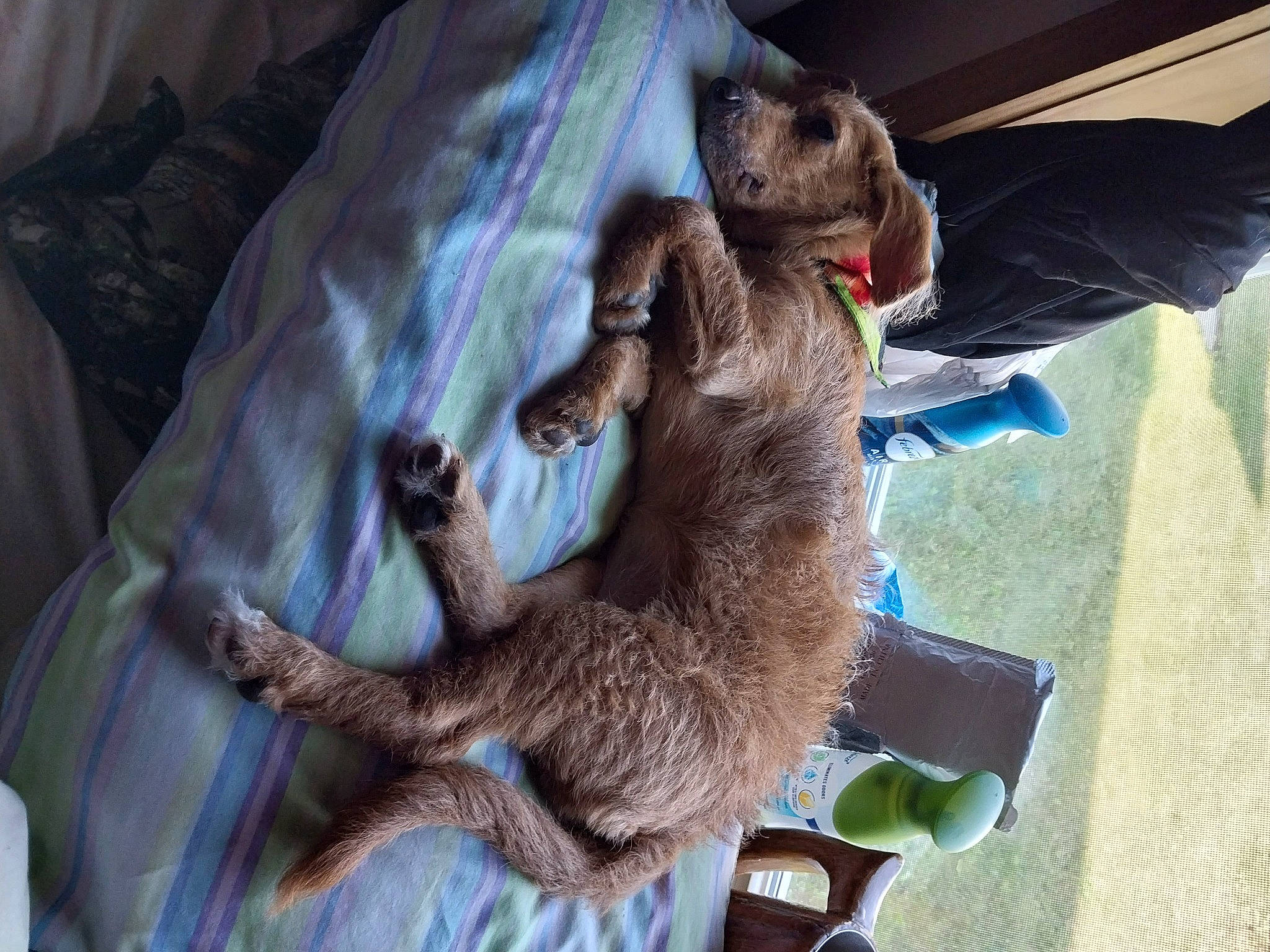 Ahsoka joined the competition — help win amazing prizes! canidae, carnivore, claw, comfort, companion_dog, dog_breed, fawn, felidae, fur, liver, marsupial, mustelidae, paw, procyonidae, small_to_medium_sized_cats, snout, sporting_group, tail, terrestrial_animal, whiskers