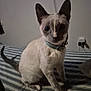 animal, bed, blue_eyes, cat, collar, curious, cute, domestic_animal, ears, feline, fur, household, indoor, pet, portrait, siamese_cat, sitting, striped_bedspread, tail, whiskers