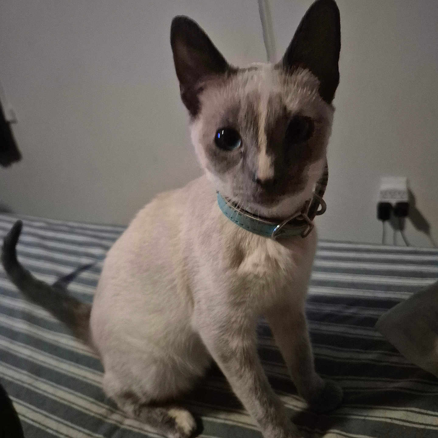 Miigwan joined the competition — help win amazing prizes! animal, bed, blue_eyes, cat, collar, curious, cute, domestic_animal, ears, feline, fur, household, indoor, pet, portrait, siamese_cat, sitting, striped_bedspread, tail, whiskers