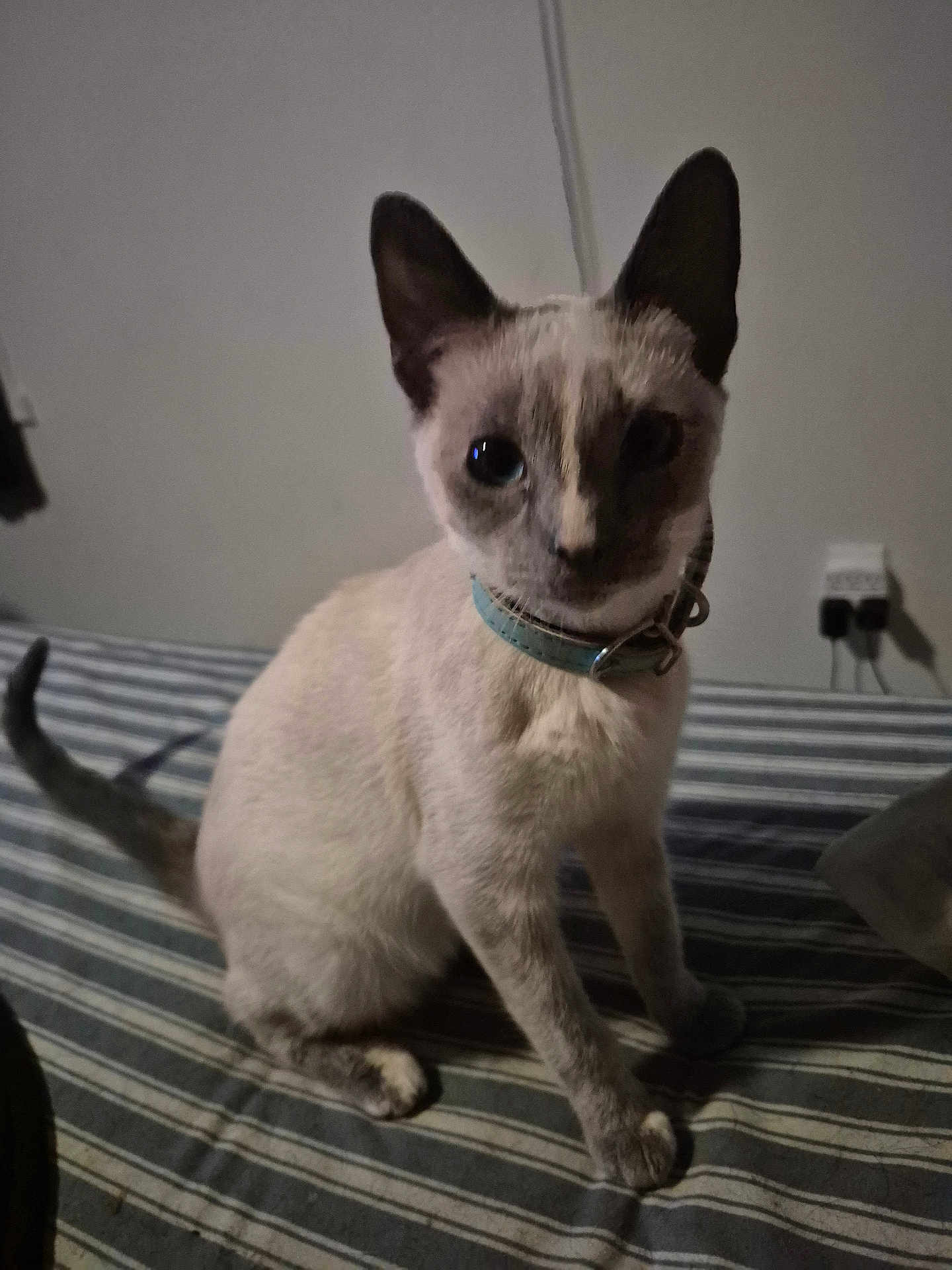 Miigwan