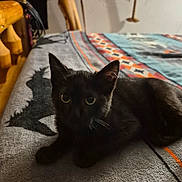 Giizhig joined the competition — help win amazing prizes! animal, bed, black_cat, blanket, cat, cozy, cute, domestic_animal, ears, eyes, feline, fur, indoor, patterned_blanket, pet, quiet, resting, shadow, whiskers, wooden_furniture