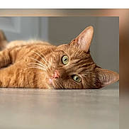 Coco participe au concours pour gagner de l'argent avec cette photo : cat, ginger_cat, pet, animal, indoor, floor, lying_down, relaxed, green_eyes, whiskers, fur, portrait, close_up, domestic_cat, cute, feline, resting, head, calm, soft_background