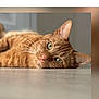 cat, ginger_cat, pet, animal, indoor, floor, lying_down, relaxed, green_eyes, whiskers, fur, portrait, close_up, domestic_cat, cute, feline, resting, head, calm, soft_background