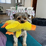 Luki a rejoint le concours — aidez-le/la à gagner de superbes lots ! dog, toy, plush, yellow, duck, couch, indoor, pet, small_dog, furniture, table, chair, room, window, floor, carpet, plant, cute, animal, living_room