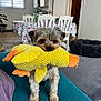 dog, toy, plush, yellow, duck, couch, indoor, pet, small_dog, furniture, table, chair, room, window, floor, carpet, plant, cute, animal, living_room