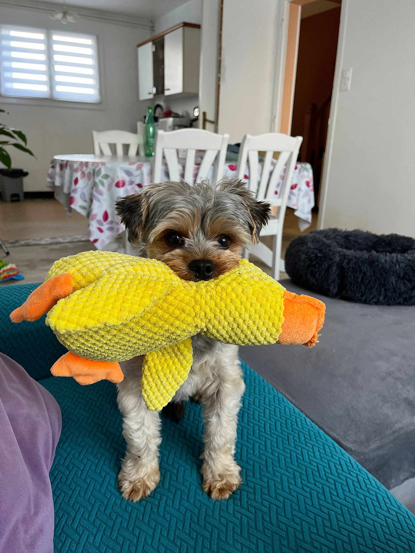 Luki a rejoint le concours — aidez-le/la à gagner de superbes lots ! dog, toy, plush, yellow, duck, couch, indoor, pet, small_dog, furniture, table, chair, room, window, floor, carpet, plant, cute, animal, living_room