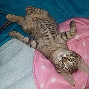 Nana a rejoint le concours — aidez-le/la à gagner de superbes lots ! kitten, cat, tabby, lying_down, blanket, pink_blanket, blue_blanket, light_blue_blanket, spots, stripes, cute, pet, animal, fur, whiskers, ears, eyes, relaxed, indoor, cozy