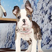 Victoire participe au concours pour gagner de l'argent avec cette photo : puppy, dog, brindle, white, pink_collar, blue_eye, brown_eye, standing, indoor, winter_background, snow, trees, table, stuffed_animal, cute, pet, animal, portrait, young_dog, fur