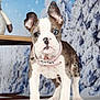 puppy, dog, brindle, white, pink_collar, blue_eye, brown_eye, standing, indoor, winter_background, snow, trees, table, stuffed_animal, cute, pet, animal, portrait, young_dog, fur