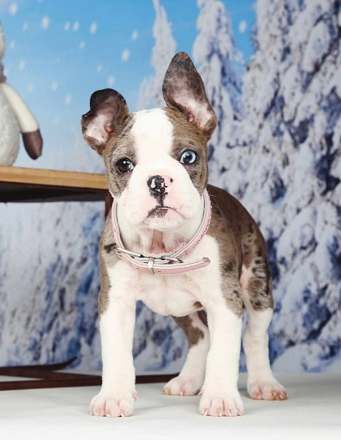 Victoire participe au concours pour gagner de l'argent avec cette photo : puppy, dog, brindle, white, pink_collar, blue_eye, brown_eye, standing, indoor, winter_background, snow, trees, table, stuffed_animal, cute, pet, animal, portrait, young_dog, fur