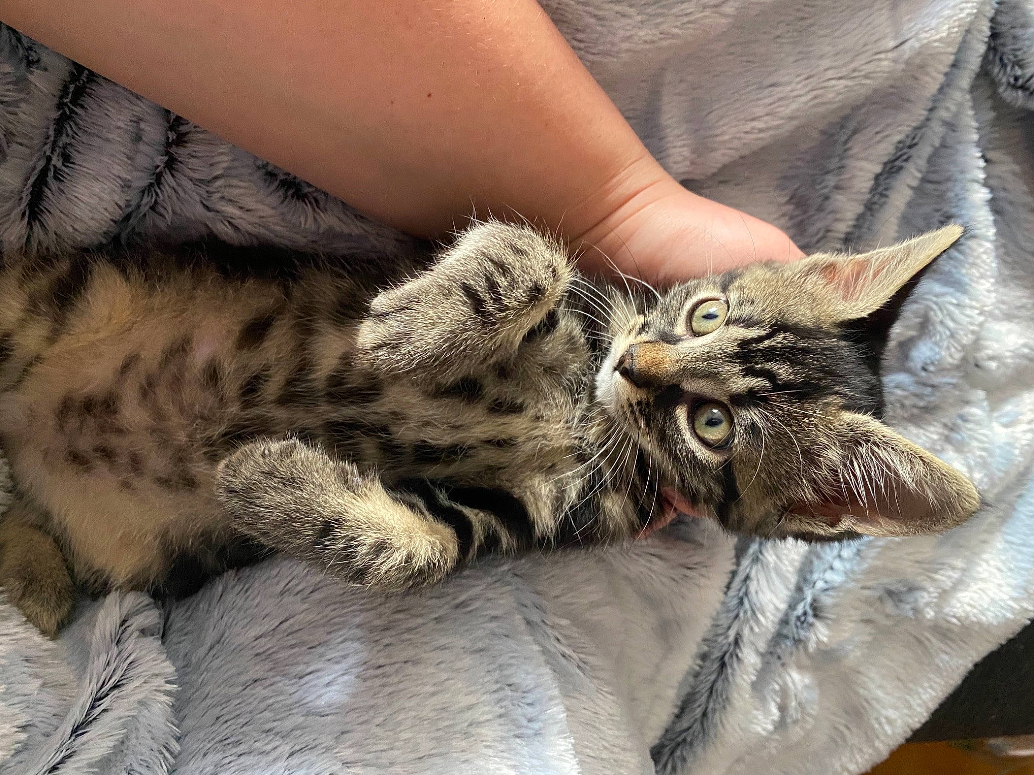 Rosie participe au concours pour gagner de l'argent avec cette photo : american_shorthair, asian, california_spangled, carnivore, cat, claw, domestic_short_haired_cat, dragon_li, egyptian_mau, european_shorthair, felidae, fur, mammal, pixie_bob, small_to_medium_sized_cats, snout, tabby_cat, vertebrate, whiskers, wild_cat