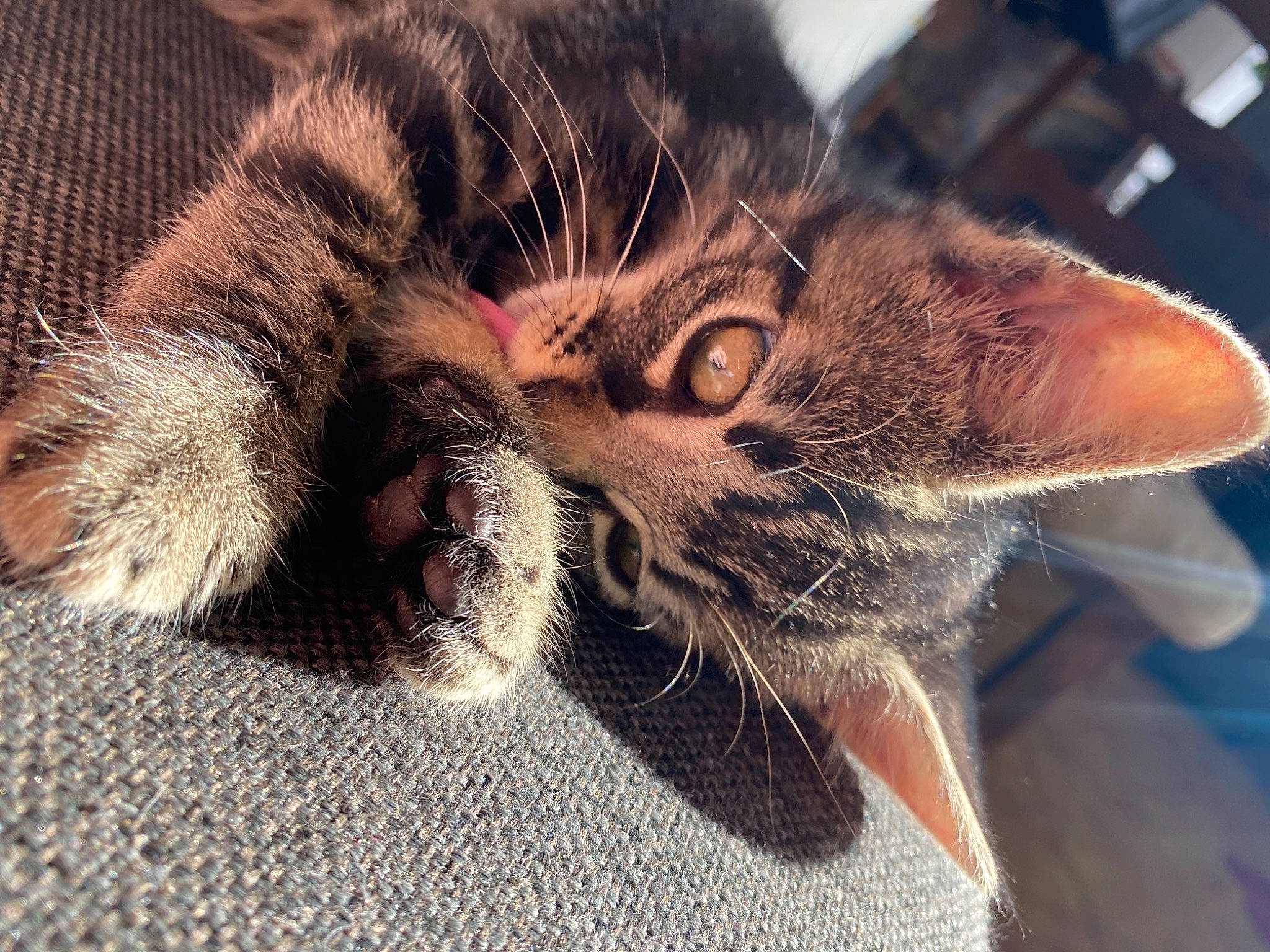 Rosie a rejoint le concours — aidez-le/la à gagner de superbes lots ! asian, carnivore, cat, claw, close_up, ear, european_shorthair, eye, felidae, fur, kitten, nose, paw, pixie_bob, polydactyl_cat, shoe, small_to_medium_sized_cats, snout, tabby_cat, whiskers