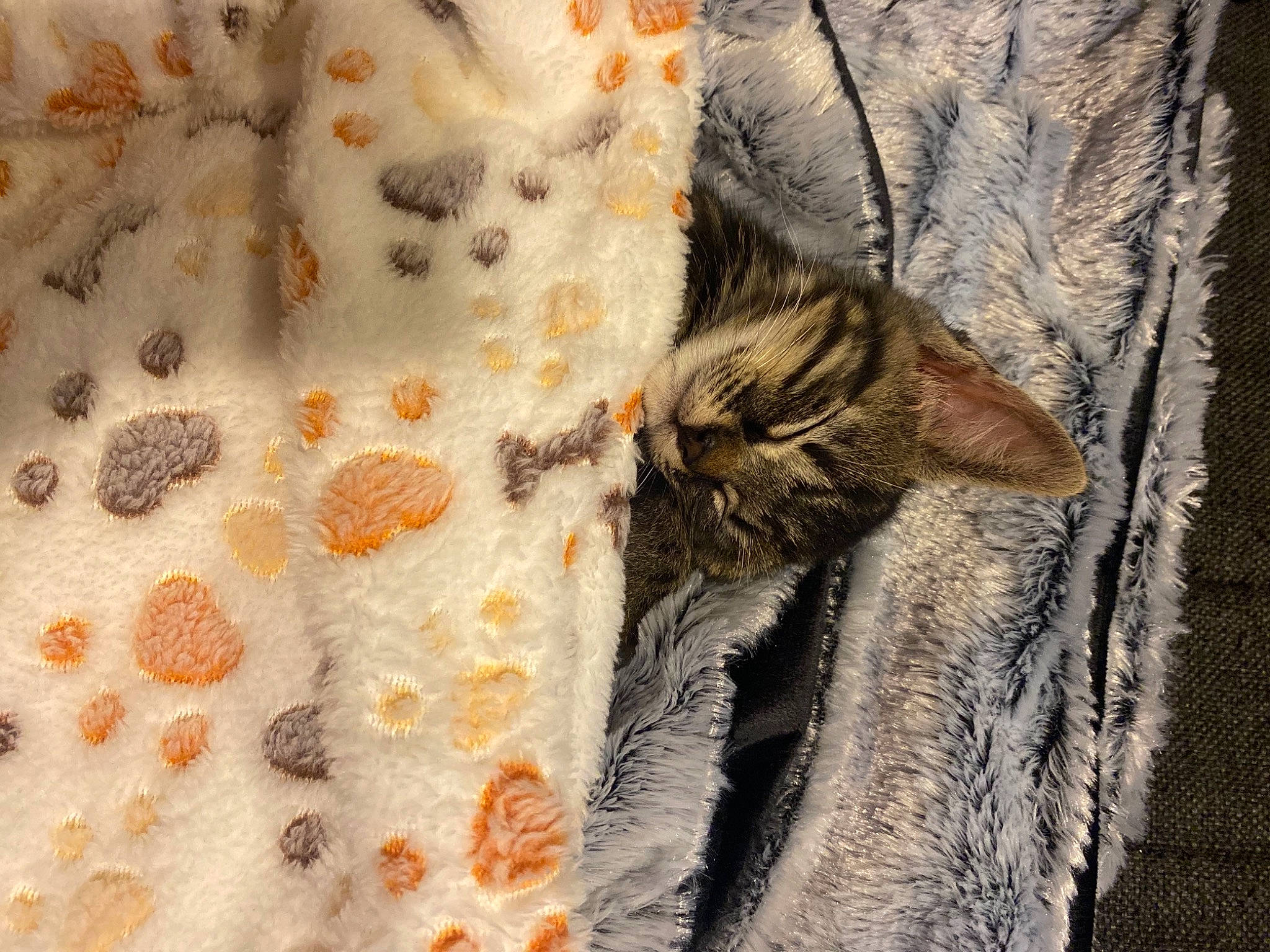 Rosie participe au concours pour gagner de l'argent avec cette photo : bengal, carnivore, cat, european_shorthair, fawn, felidae, fur, kitten, organism, pattern, small_to_medium_sized_cats, tabby_cat, textile, tree, whiskers