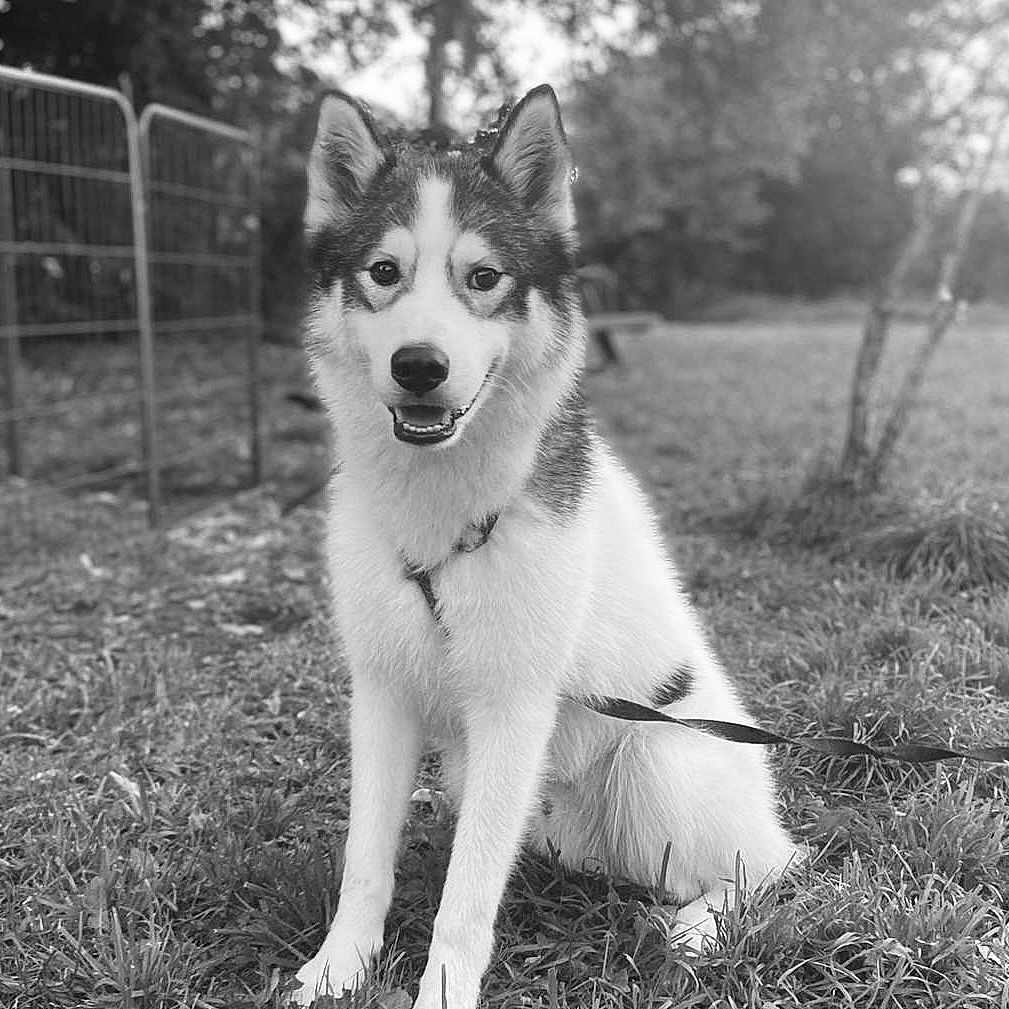 Bob participe au concours pour gagner de l'argent avec cette photo : animal, backyard, ball, canine, dog, eskimodog, football, grass, husky, nature, outdoors, pet, plant, puppy, soccer, soccerball, sport, tree, vegetation, yard