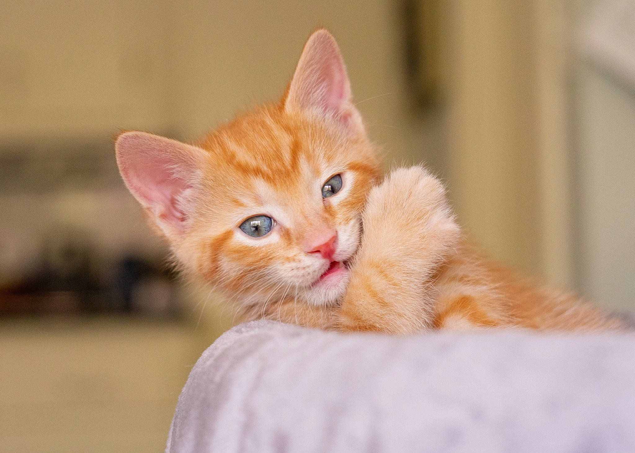 Lark joined the competition — help win amazing prizes! carnivore, cat, claw, comfort, domestic_short_haired_cat, eye, fawn, felidae, fur, gesture, iris, paw, peach, sitting, small_to_medium_sized_cats, snout, tail, terrestrial_animal, whiskers, wood