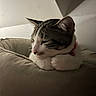 Pixel participe au concours pour gagner de l'argent avec cette photo : cat, tabby_cat, white_cat, sleeping, resting, pet, animal, collar, indoor, cushion, soft_light, cozy, feline, closeup, cute, quiet, relaxation, whiskers, paws, home