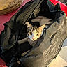 Pixel a rejoint le concours — aidez-le/la à gagner de superbes lots ! cat, duffel_bag, pet_bed, curious, indoor, animal, feline, black_bag, white_cat, tabby, wide_eyes, looking_up, red_surface, zipper, floor, cozy, pet, paws, domestic_animal, casual