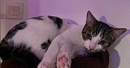 Pixel a rejoint le concours — aidez-le/la à gagner de superbes lots ! cat, cat_tree, paw, pink_paw_pads, relaxed, lounging, indoor, pet, feline, white_fur, gray_fur, striped_fur, wall, purple_light, shadow, scratching_post, toy_ball, close_up, domestic_animal, cozy