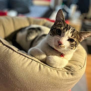 Pixel participe au concours pour gagner de l'argent avec cette photo : cat, cat_bed, pet, feline, animal, indoor, cozy, relaxed, soft_furniture, portrait, closeup, whiskers, tabby, domestic_cat, collar, sleepy, comfortable, home, blurred_background, sunlight