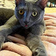 Trouble is registered to the contest to win money with this photo: animal, blanket, cat, close_up, cozy, curious_eyes, cute, domestic_cat, feline, fur, gray_cat, indoor, nose, paw, pet, relaxing, soft_texture, stretching, tongue_out, whiskers