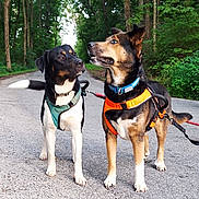 Skripiousnatty is registered to the contest to win money with this photo: dog, outdoor, forest, road, harness, leash, trees, nature, animal, walking, pets, canine, two_dogs, black, brown, white, alert, standing, daylight, greenery